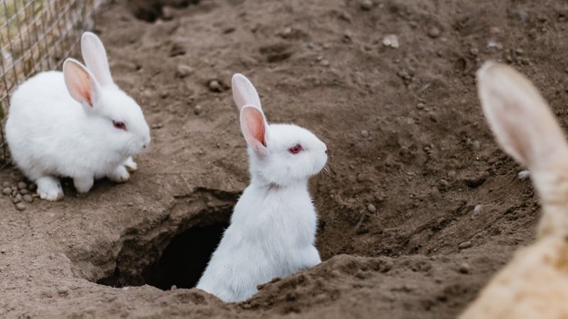 Les lapins sont considérés comme des animaux de compagnie