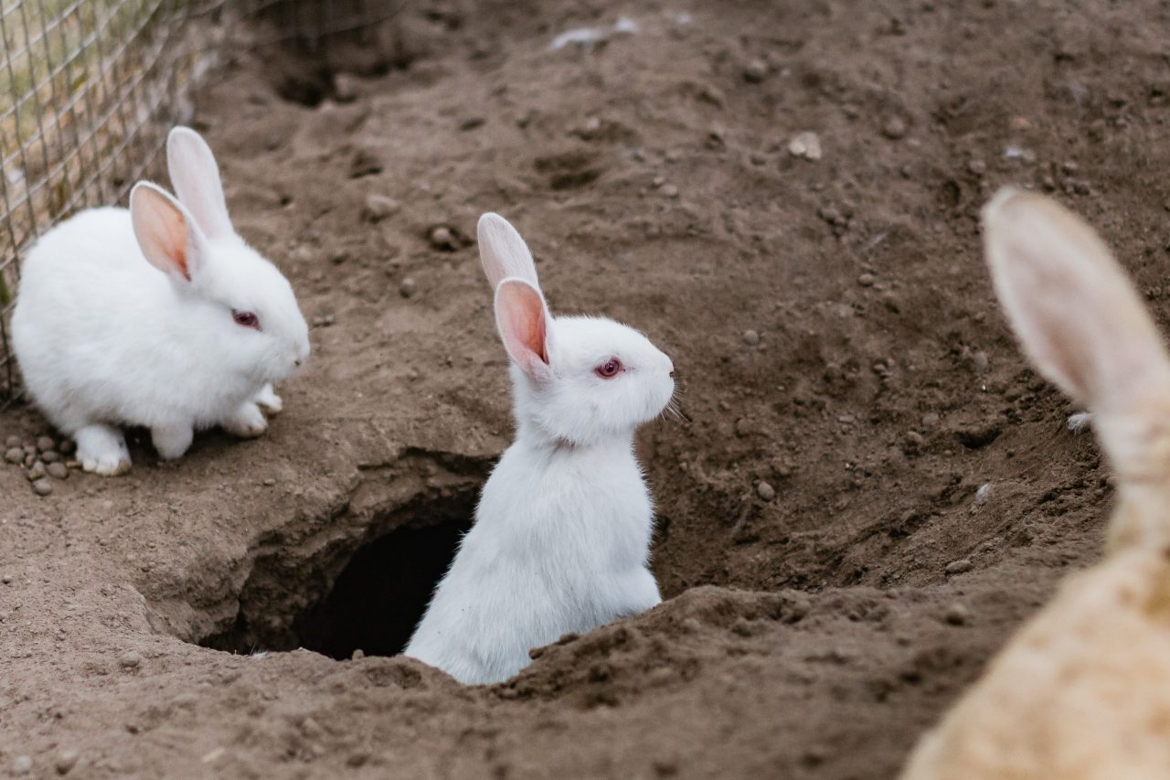 Les lapins sont considérés comme des animaux de compagnie